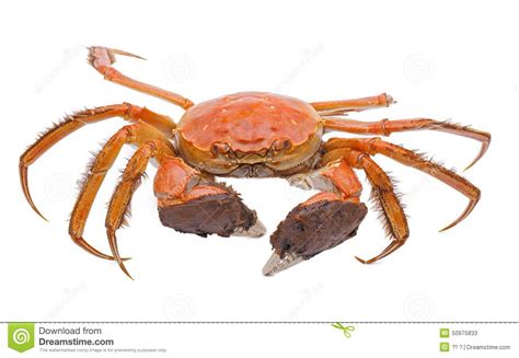 Hairy Crabs Isolated On White Background Stock Image Image Of Cooked