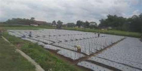 Parakan 01 virall parakan 01 virall, mai video aslo nya wa 085717021774 dunia serba heboh, 12/03/2021. Romantika Petani Tembakau di Temanggung