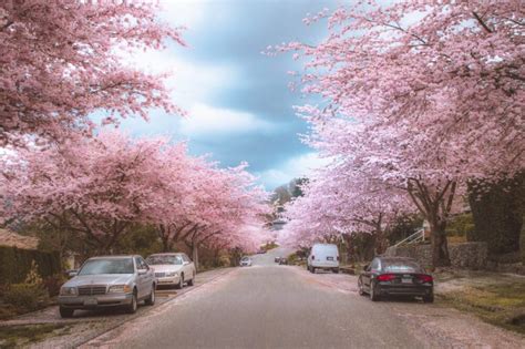 Cherry Blossoms In Vancouver 2023 Where To Take The Best Photos
