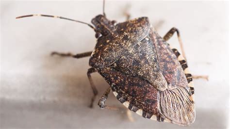 12 Facts About The Brown Marmorated Stink Bug Mental Floss
