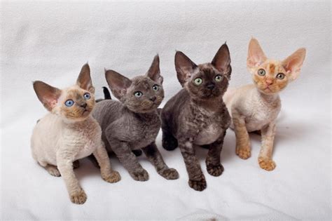 Devon Rex Cat Breed Selector