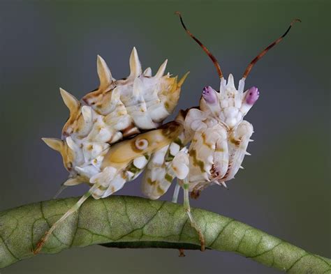 The Most Unique Types Of Mantises