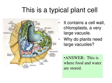 In plant cells, vacuoles help maintain water balance. PPT - Cell Part Function PowerPoint Presentation, free ...