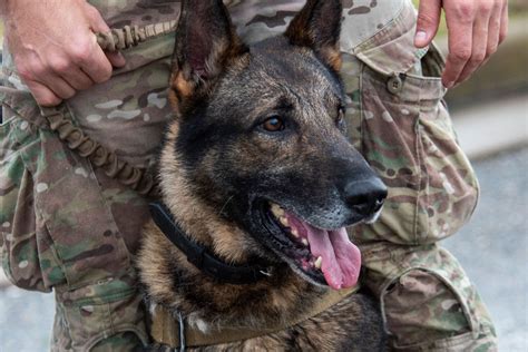 Are Military Dogs Ranked