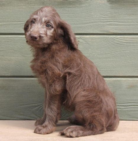 Gus - F1b affectionate male chocolate labradoodle puppy ...