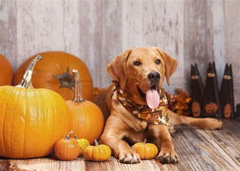 6 Best Canned Pumpkin For Dogs In 2022 Reviews And Top Picks Pet Keen