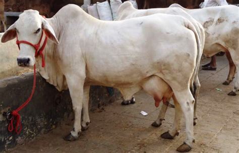 Top 10 High Demanding Milk Producing Cattle Breeds In India