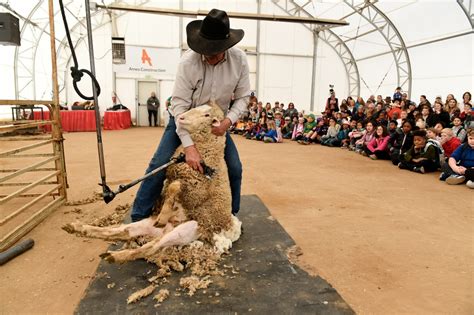 Photos Sheep Shearing At The National Western Stock Show