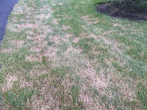 5 Critical Turf Disease Facts And How Lawn Fungus Control Works