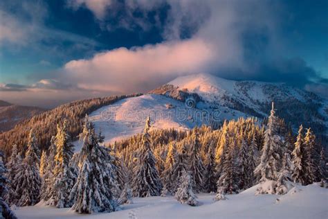 Mountains Carpathian Winter Snow Sunlight Covered Trees Beautiful