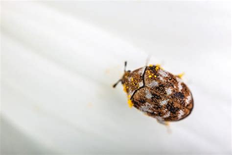 Bugs That Look Like Bed Bugs Pictures Examples