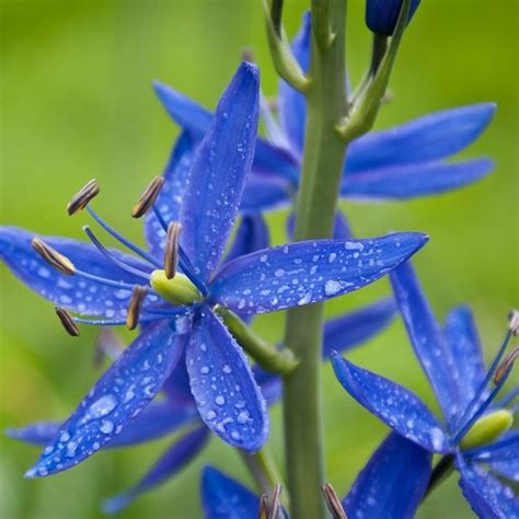 Plante à Fleurs Bleues Liste Ooreka