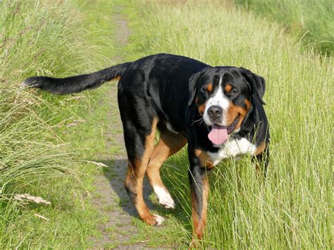 Großer schweizer sennenhund im rasseportrait. Carlos - Grosse Schweizer Sennenhunde im VDH, Asman und ...