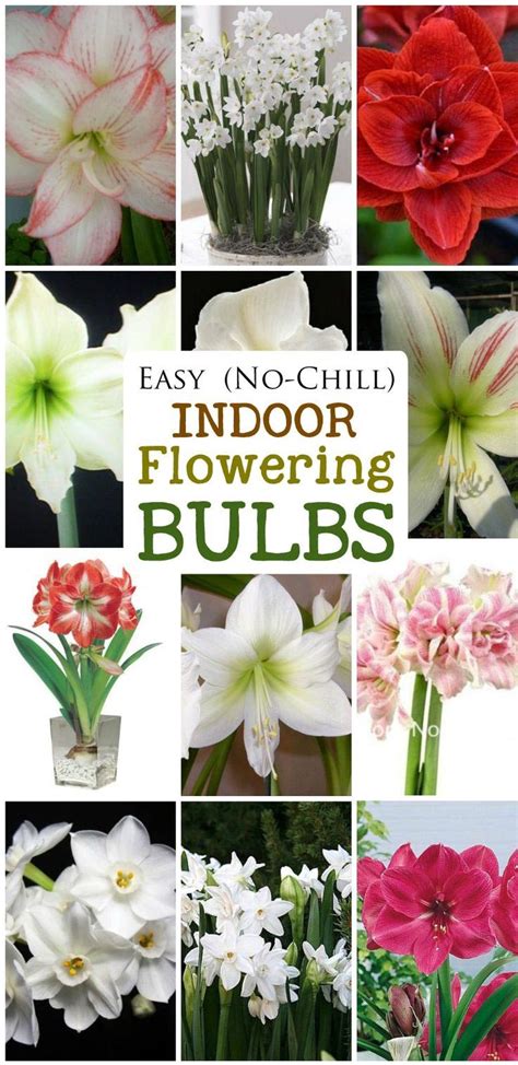 Easy No Chill Indoor Flowering Bulbs Indoor Flowers
