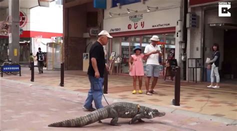 Japanese Man Lives With Pet Caiman Our Planet