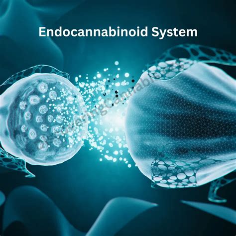 What Are Cannabinoid Receptors Discovering Cannabis