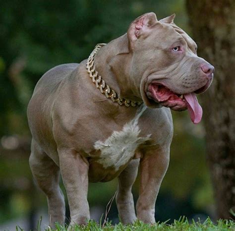 High to low nearest first. XXL Biggest Pitbulls Bully Breeder Merle Puppies for sale ...