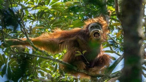 New Species Of Orangutan Tapanuli Identified In The Tropical