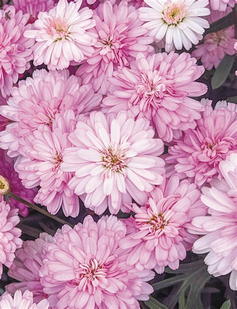 Marguerite Daisy Honeybees Pink Spider Tesselaar