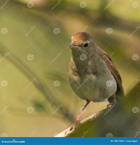 Portrait Of A Nightingale Stock Image Image Of Animals 14871555