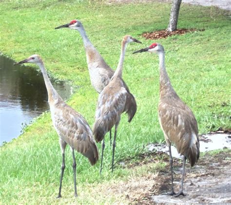 Florida Sandhill Crane Birds Pethelpful