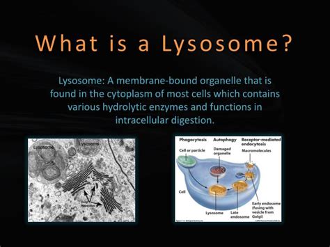 They are active in recycling the cell's organic material and in the intracellular people with these disorders are missing one or more of the lysosomal hydrolytic enzymes. PPT - Lysosomes PowerPoint Presentation - ID:1985622