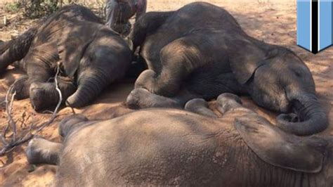 dozens of elephants killed for tusks near wildlife sanctuary tomonews botswana wildlife