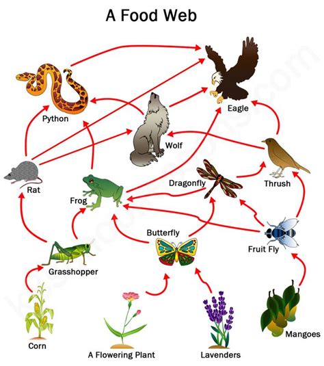 A Food Web Diagram With Animals And Plants
