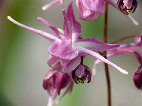 Check spelling or type a new query. 101 Perennials that Do Well in Shade (A to Z) | Perennials ...