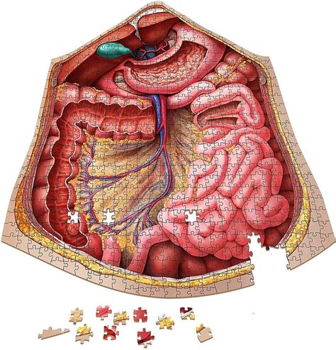 The Human Abdomen Anatomy 600 Piece Puzzle A Mighty Girl