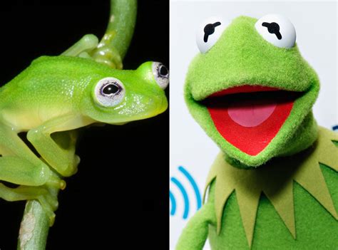 Kermit The Frog Is Real E News Uk