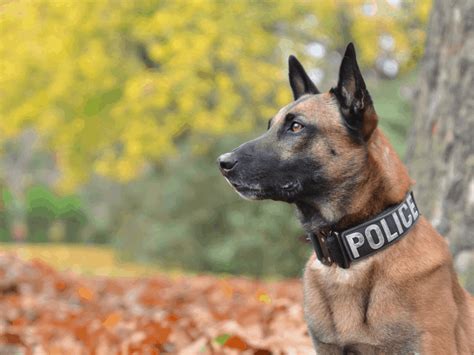 Why Are Most Police Dogs Male