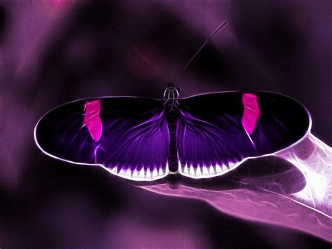 Purple Butterfly Desktop Wallpaper Wallpapersafari