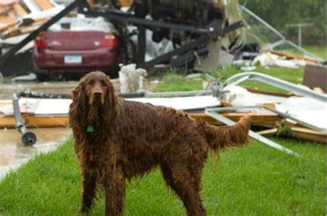 Policies include standard coverages, with the option to add extra coverage with a $0. Hope for the Best, Prepare for the Worst: Disaster Preparedness With Pets | Pet emergency, Pet ...