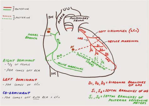 Because the rest of the body, and most especially the brain, needs a steady supply of oxygenated blood that is free of all but the slightest interruptions. Hunting the Culprit 2: Coronary Artery Anatomy - Pondering EM
