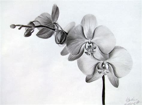 Realistic Pencil Orchid Drawing Orchid Flowers