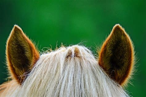 Ear Mites In Horses Symptoms Causes Diagnosis Treatment Recovery