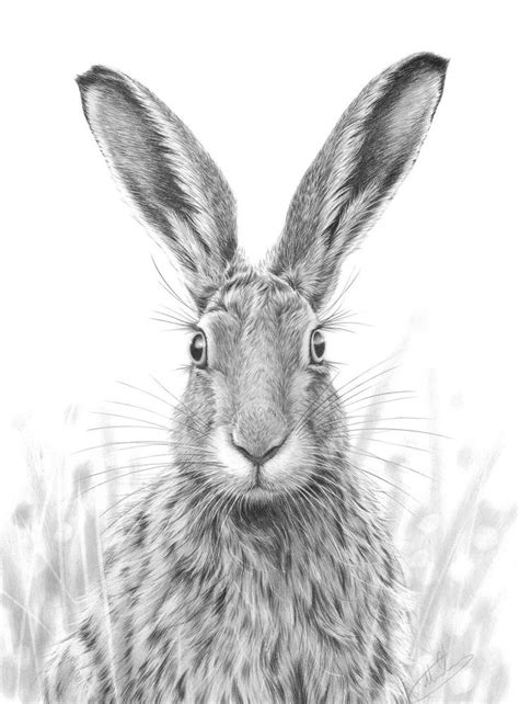 Hare Print Hare Drawing Hare Illustration