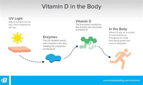 Vitamin D The Health Benefits And Immunity Support