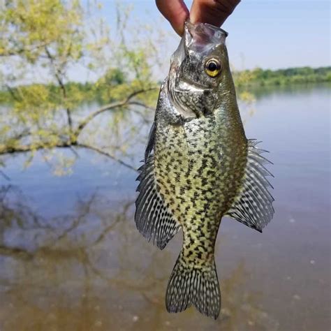 15 Best Crappie Fishing Lakes And Rivers In Missouri Best Fishing In