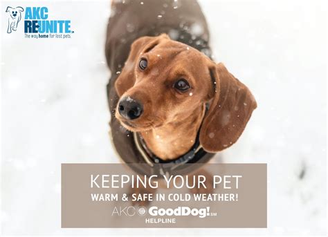 Keeping Your Pet Warm And Safe In Cold Weather