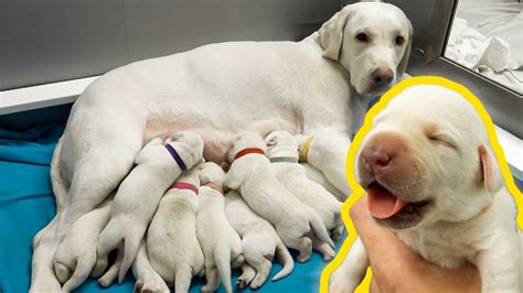 Labrador Mom Feeds Her Newborn Puppies Youtube