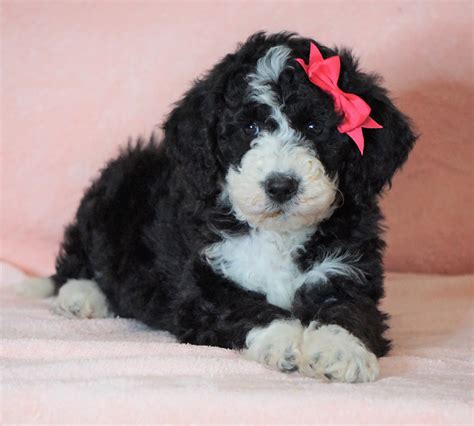 F1b Sheepadoodle For Sale Baltic Oh Female Queen Check Out Our Vide Ac Puppies Llc