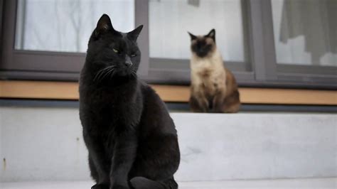 All Black Siamese Cat British Shorthair
