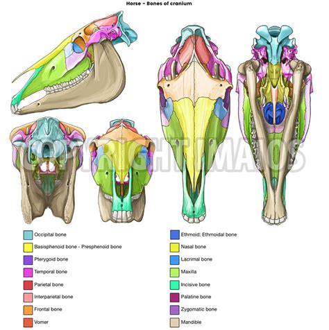 An Image Of Different Types Of Bones