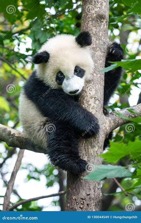 Cute Panda Bear Climbing Tree Stock Image Image Of Environment