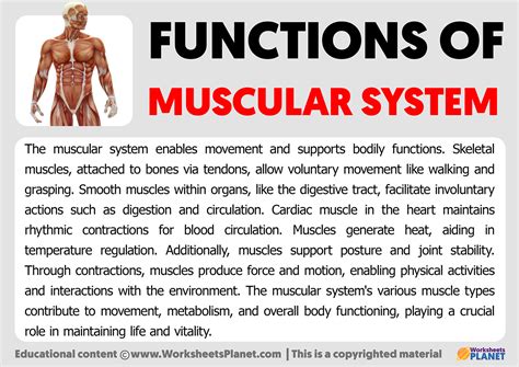 Functions Of Muscular System