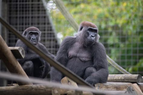 Conservation Connections Saving Gorillas Zoo Atlanta