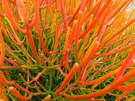 Pencil Plant Flower Of The Day Aug 25 2018 Lifelessons A Blog By