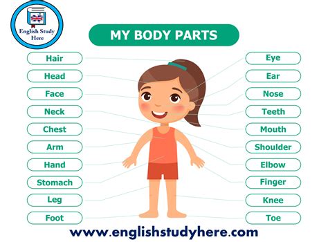 Parts of the body in english | human body parts names. My Body Parts Names in English - English Study Here